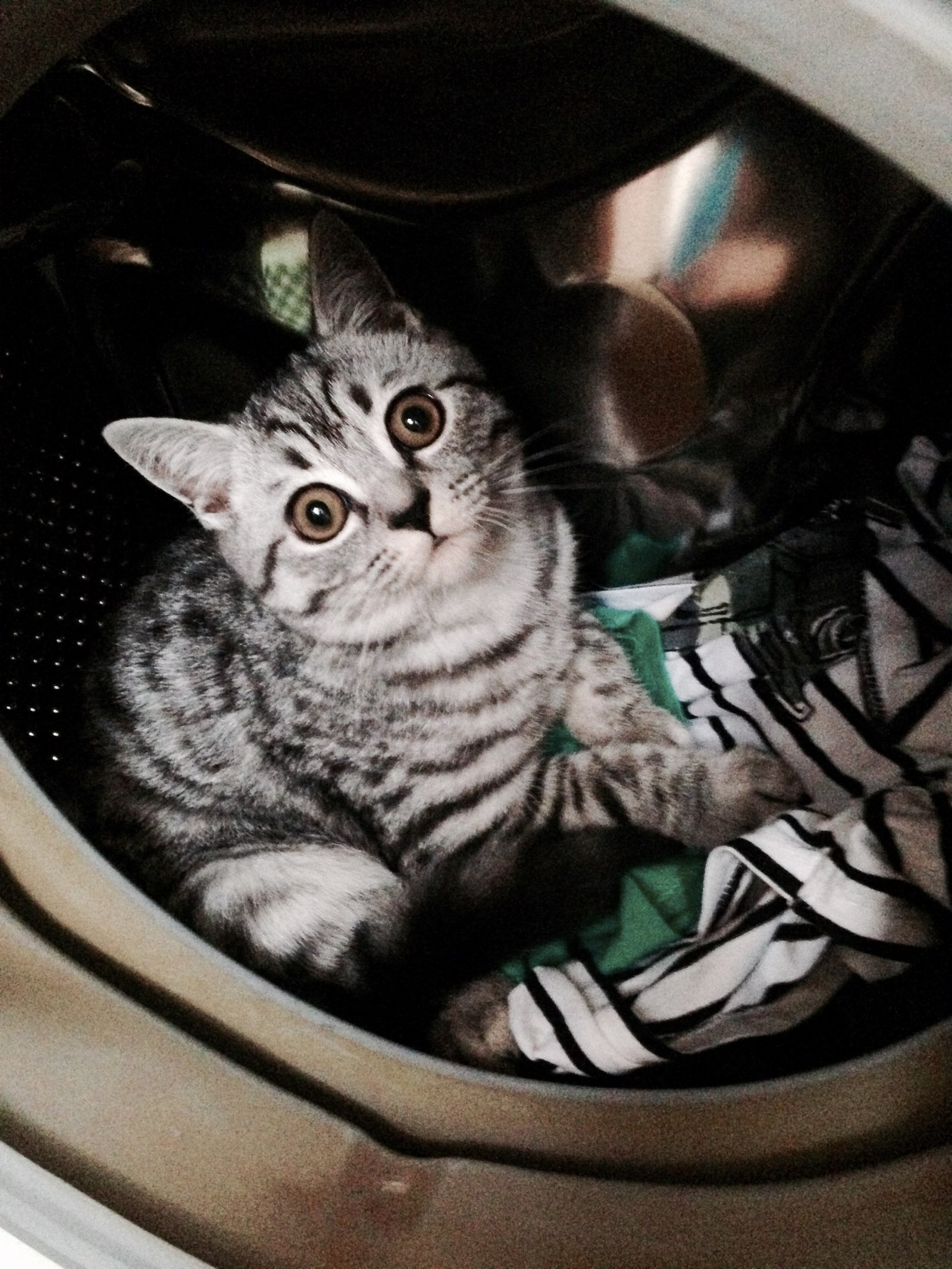 Caught - cat, Washing machine, Caught, It's not me, Hit