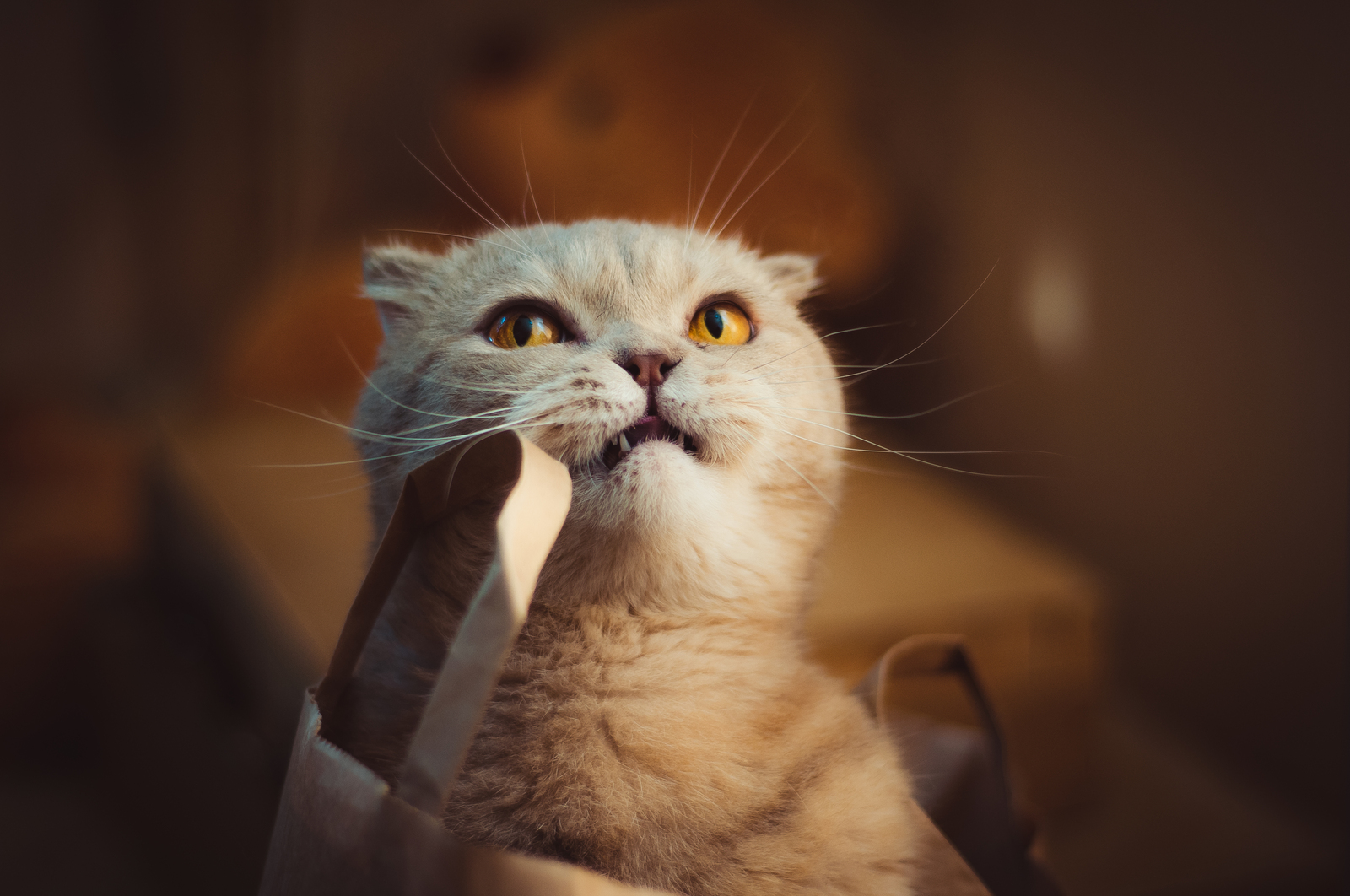 Meow! - My, cat, Nikon, , Lightroom, Longpost, Nikon d90