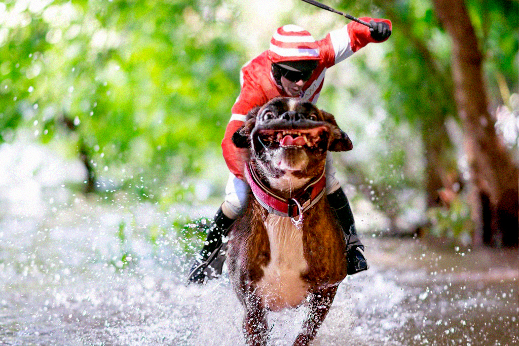 [Fotozhaba] Happy dog ??running through a puddle - Psbattles, Fotozhaba, Photoshop, Dog, Happiness, A selection, Longpost