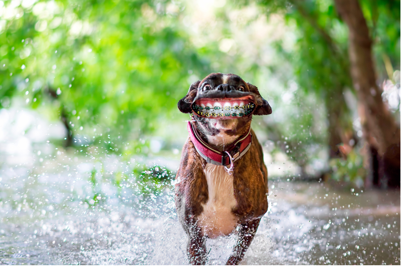 [Fotozhaba] Happy dog ??running through a puddle - Psbattles, Fotozhaba, Photoshop, Dog, Happiness, A selection, Longpost