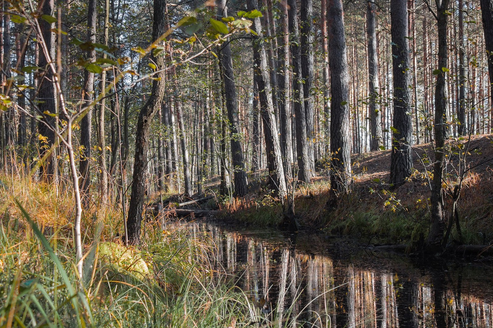 This is my first time working with a professional camera. - My, Landscape, Nizhny Novgorod, , Pond, The photo, Forest