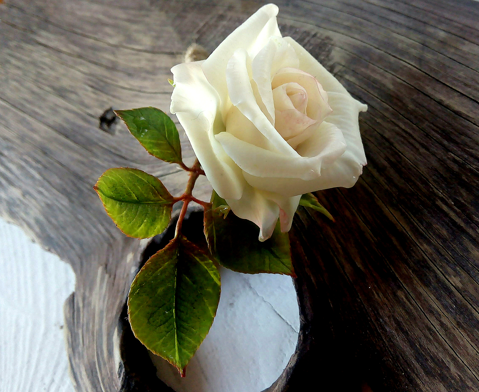 Rose brooch made of polymer clay. - Polymer clay, , Cold porcelain, the Rose, Handmade, Brooch, Longpost