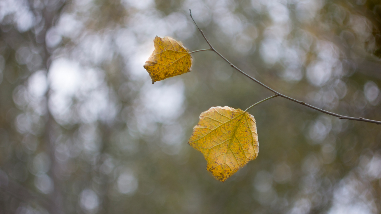 Botanical garden of SFU. - My, Garden, Autumn, Nature, Water, Foliage, Canon 60d, Longpost