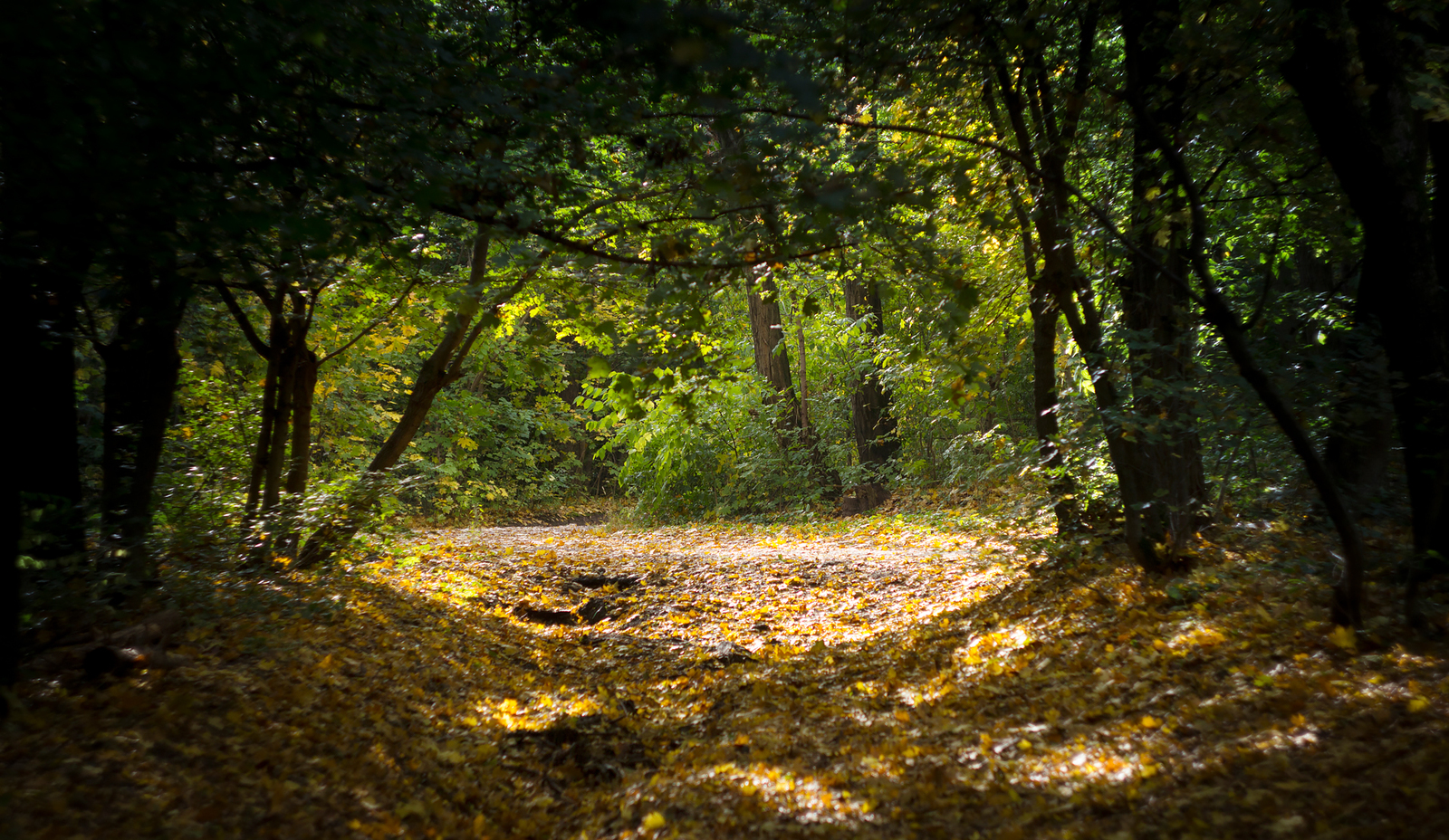 Botanical garden of SFU. - My, Garden, Autumn, Nature, Water, Foliage, Canon 60d, Longpost