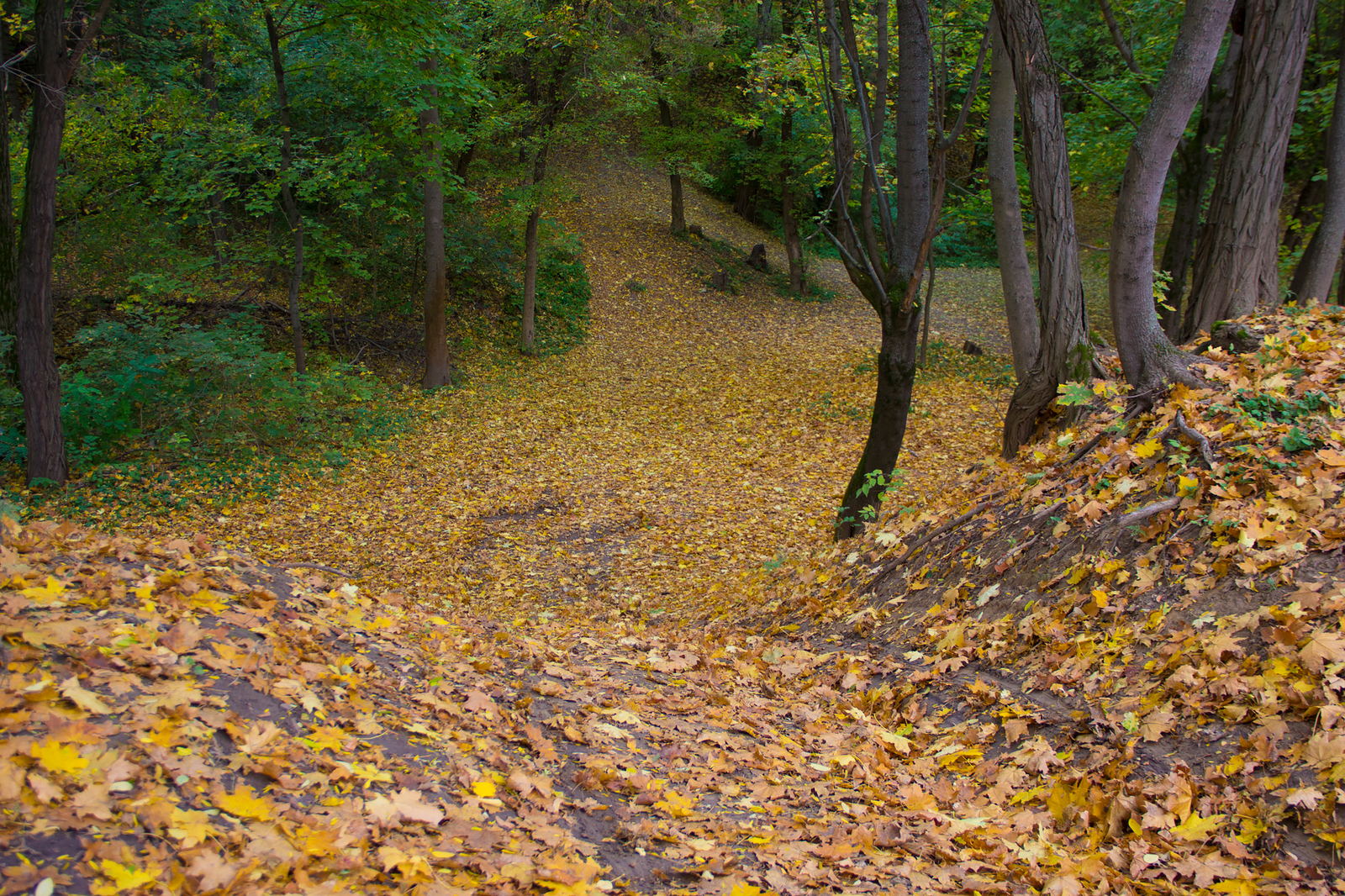 Botanical garden of SFU. - My, Garden, Autumn, Nature, Water, Foliage, Canon 60d, Longpost