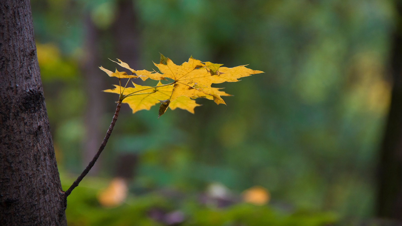 Botanical garden of SFU. - My, Garden, Autumn, Nature, Water, Foliage, Canon 60d, Longpost