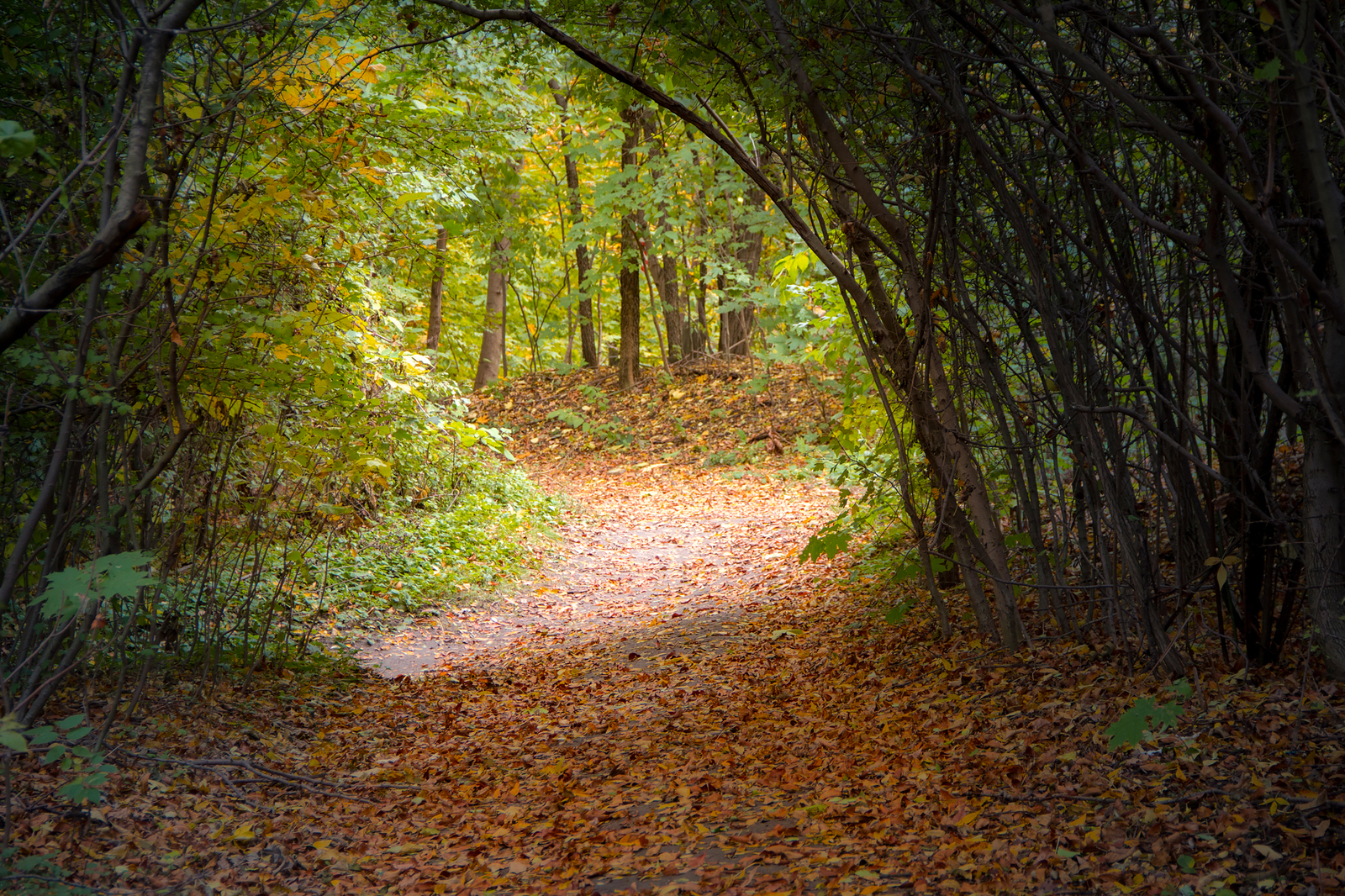 Botanical garden of SFU. - My, Garden, Autumn, Nature, Water, Foliage, Canon 60d, Longpost