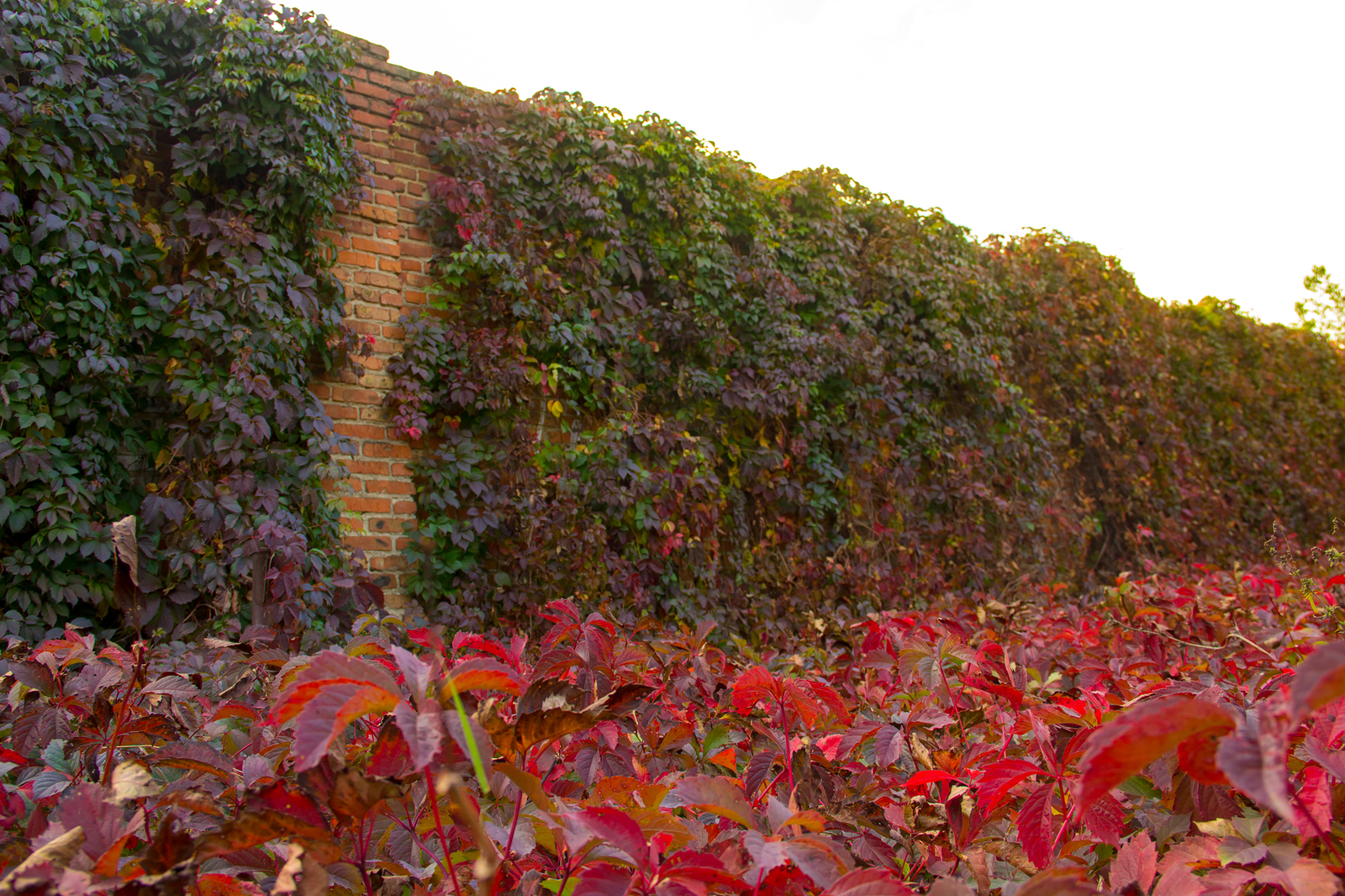 Botanical garden of SFU. - My, Garden, Autumn, Nature, Water, Foliage, Canon 60d, Longpost