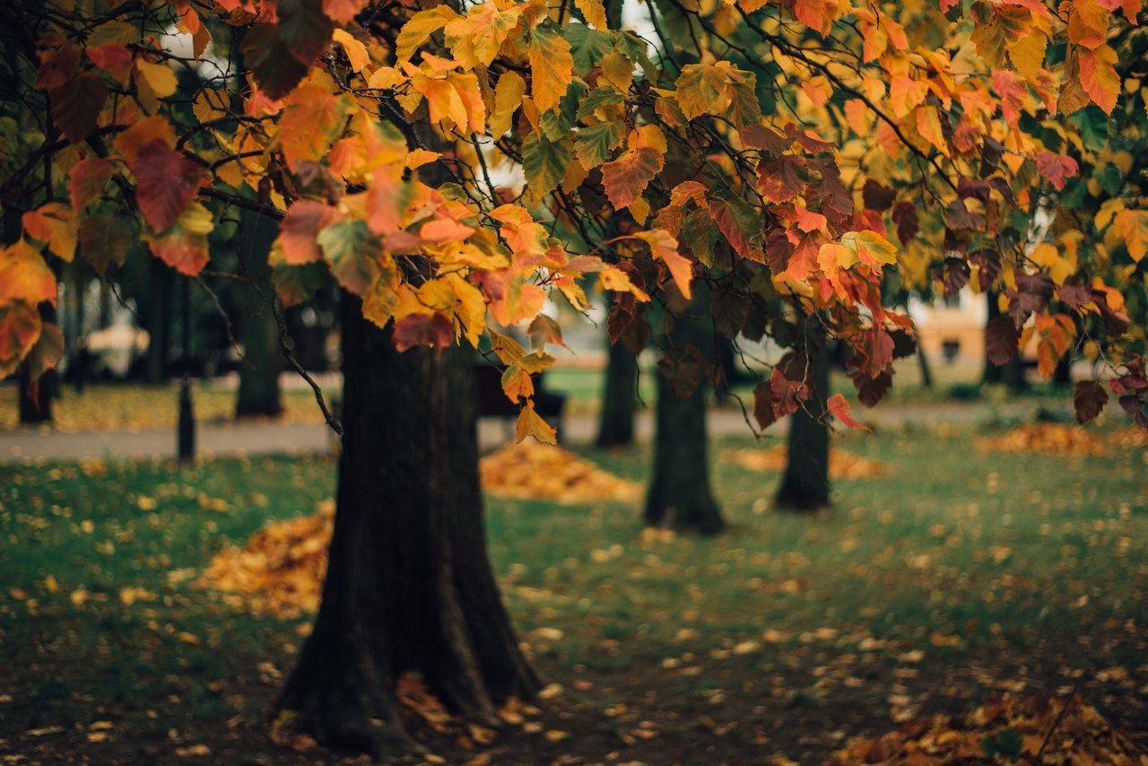 Autumn in Gomel - Autumn, Gomel, The park, Photo, Squirrel, cat, Longpost