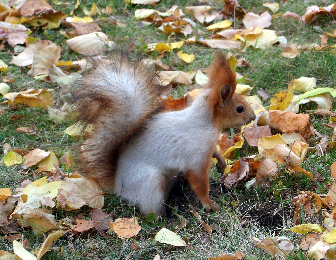 Autumn in Gomel - Autumn, Gomel, The park, Photo, Squirrel, cat, Longpost