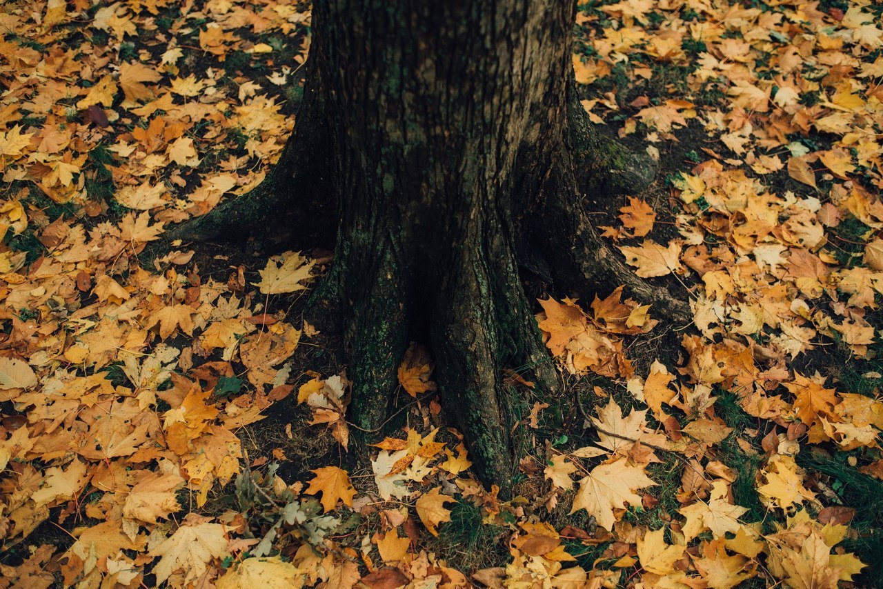 Autumn in Gomel - Autumn, Gomel, The park, Photo, Squirrel, cat, Longpost