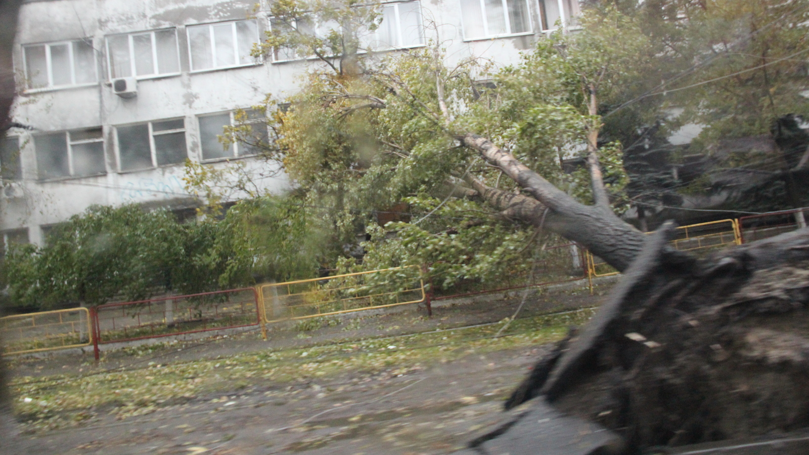 Hurricane Storm strong wind rain and all this in Odessa 12-10-2016 - My, Hurricane, Odessa, Wind, Rain, Strong, Storm, The fall, Tree, Longpost