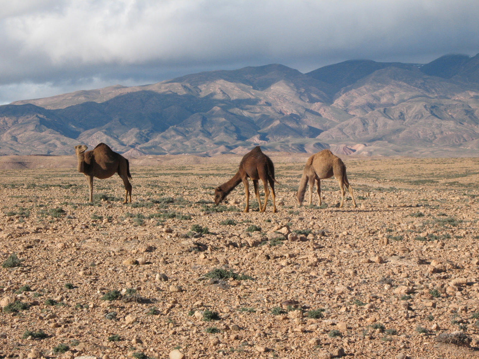 Arabian fairy tale in pictures - My, Photo, Africa, Travels, Longpost