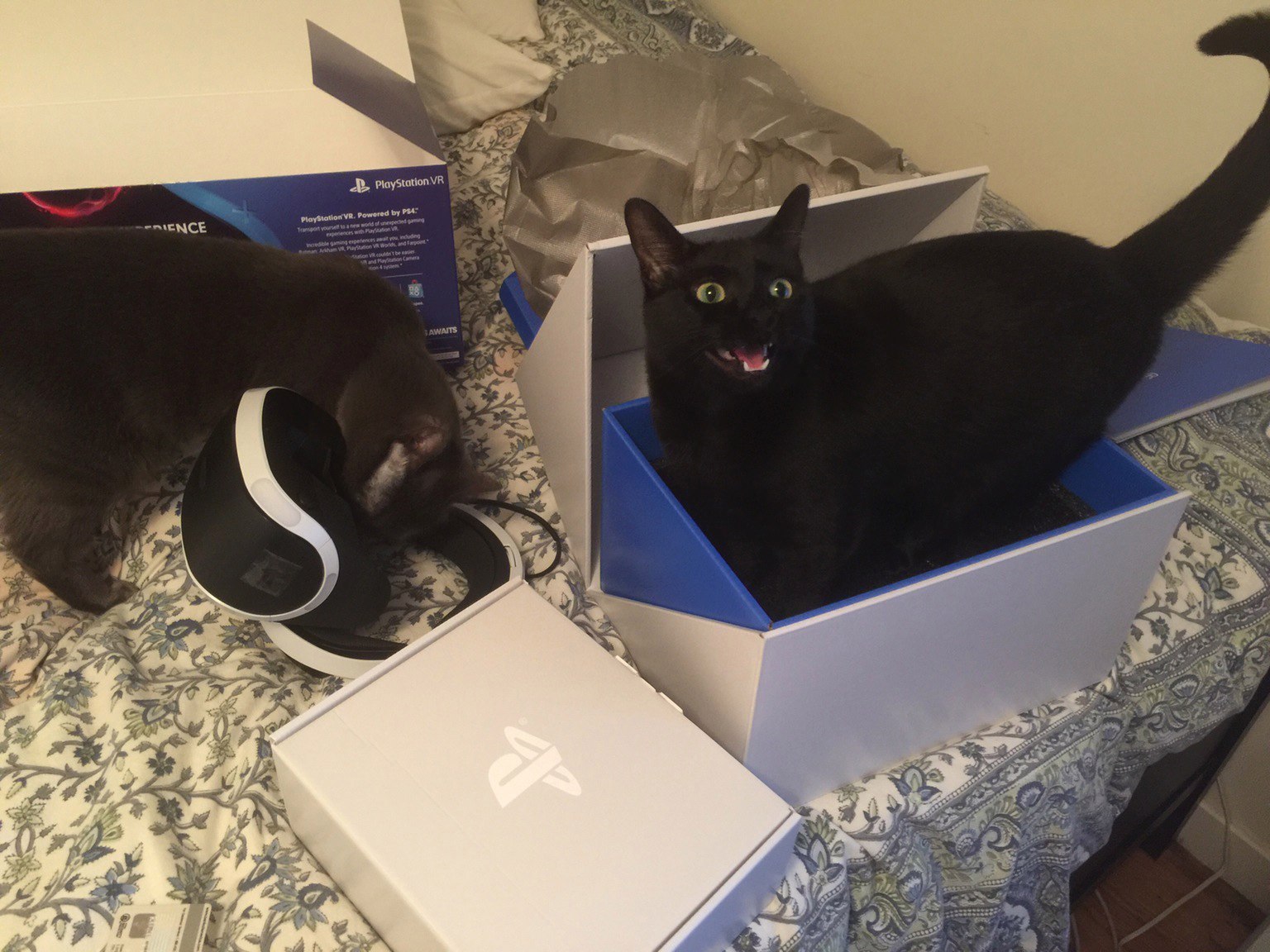 The happiest owners of PlayStation VR. - cat, Box, Playstation VR, Happiness