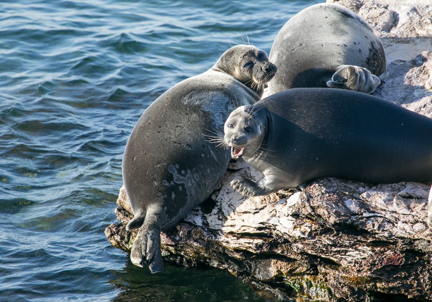 Funny Baikal seals =) - Seal, Baikal, Artur Murzakhanov