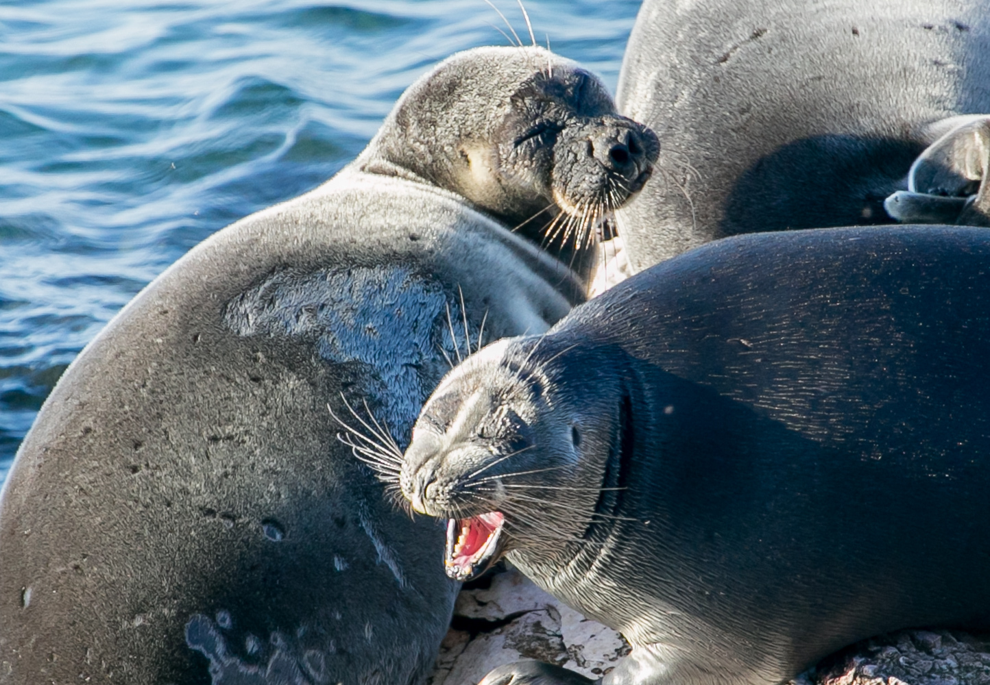 Funny Baikal seals =) - Seal, Baikal, Artur Murzakhanov