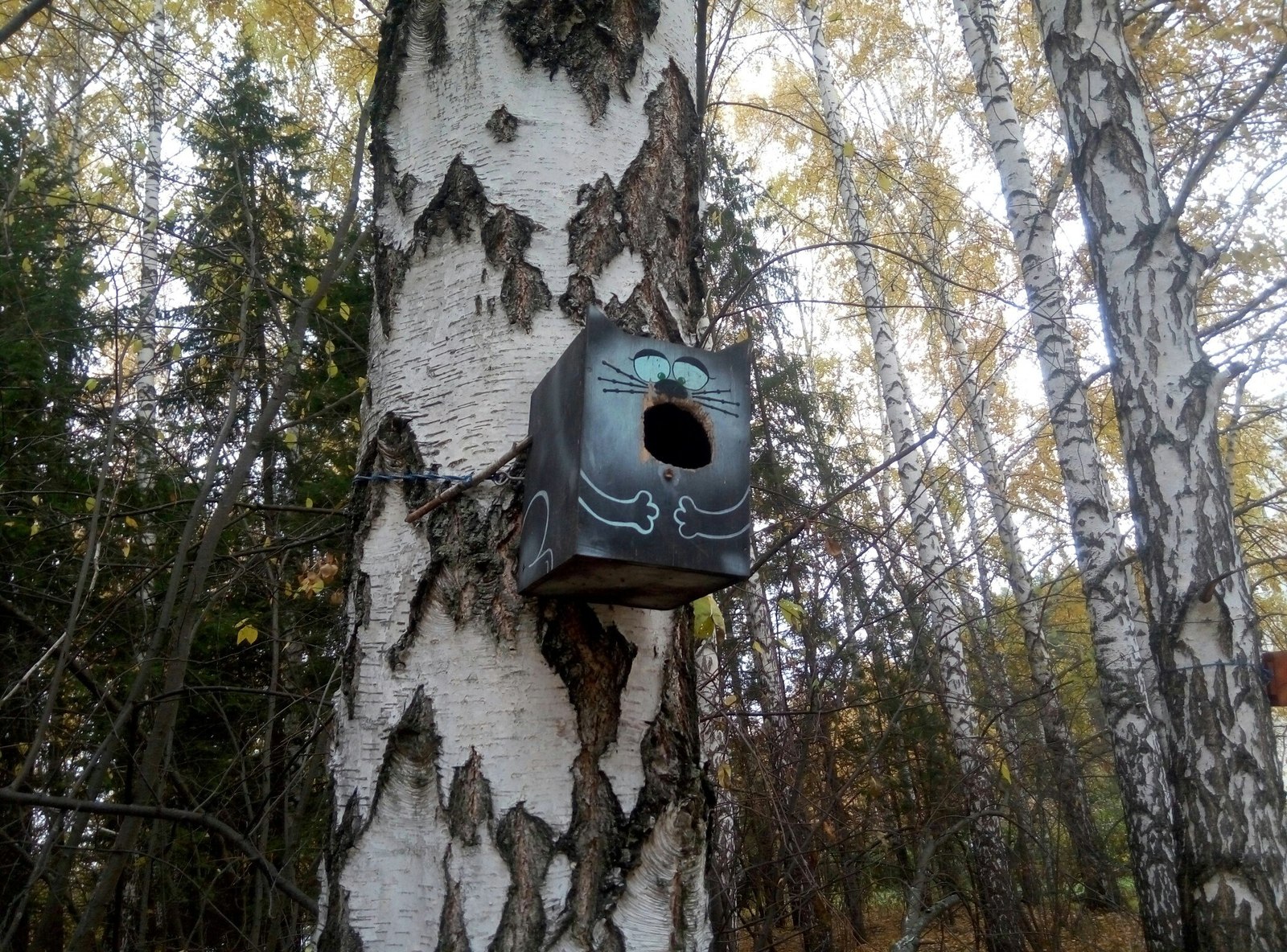 Gorgeous catsEdzhi for desperate birds - My, cat, Cottage, Kisiki, Birdhouse