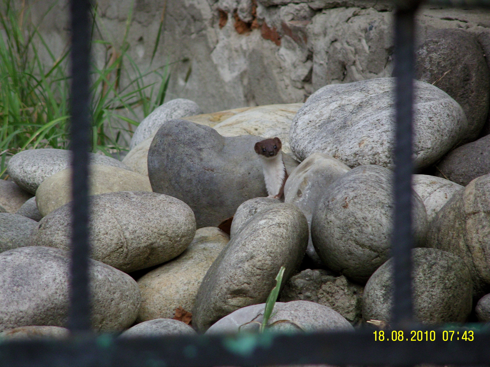 Little guests. - My, Weasel, Birds, Kabardino-Balkaria, Makhachkala, Animals