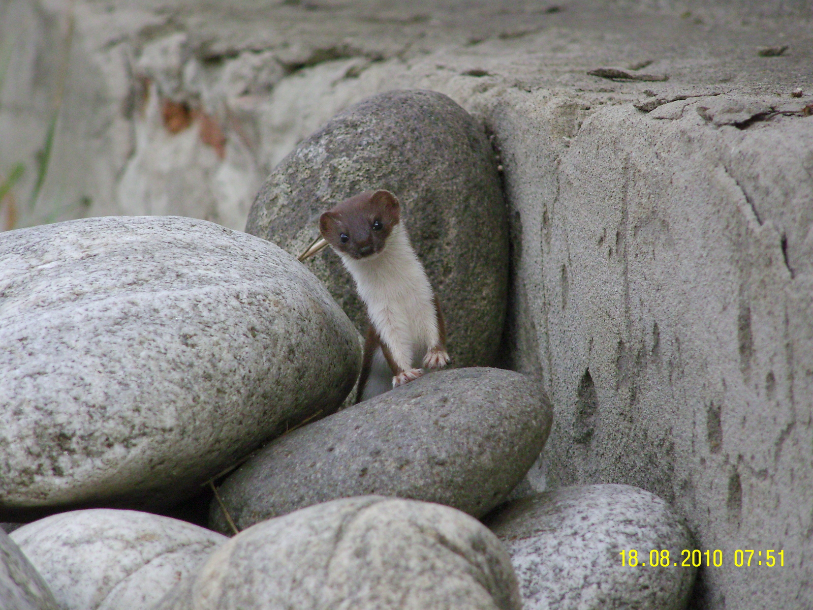 Little guests. - My, Weasel, Birds, Kabardino-Balkaria, Makhachkala, Animals