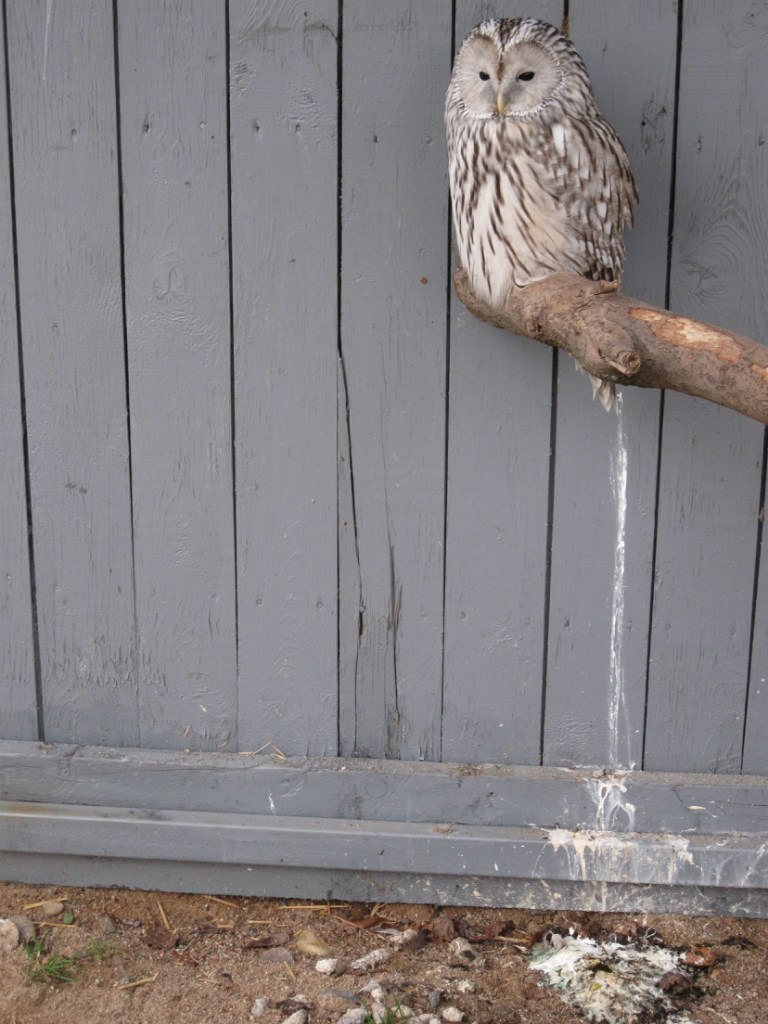 I said Zen. - My, Grey Owl, Owl, Zoo, Minsk