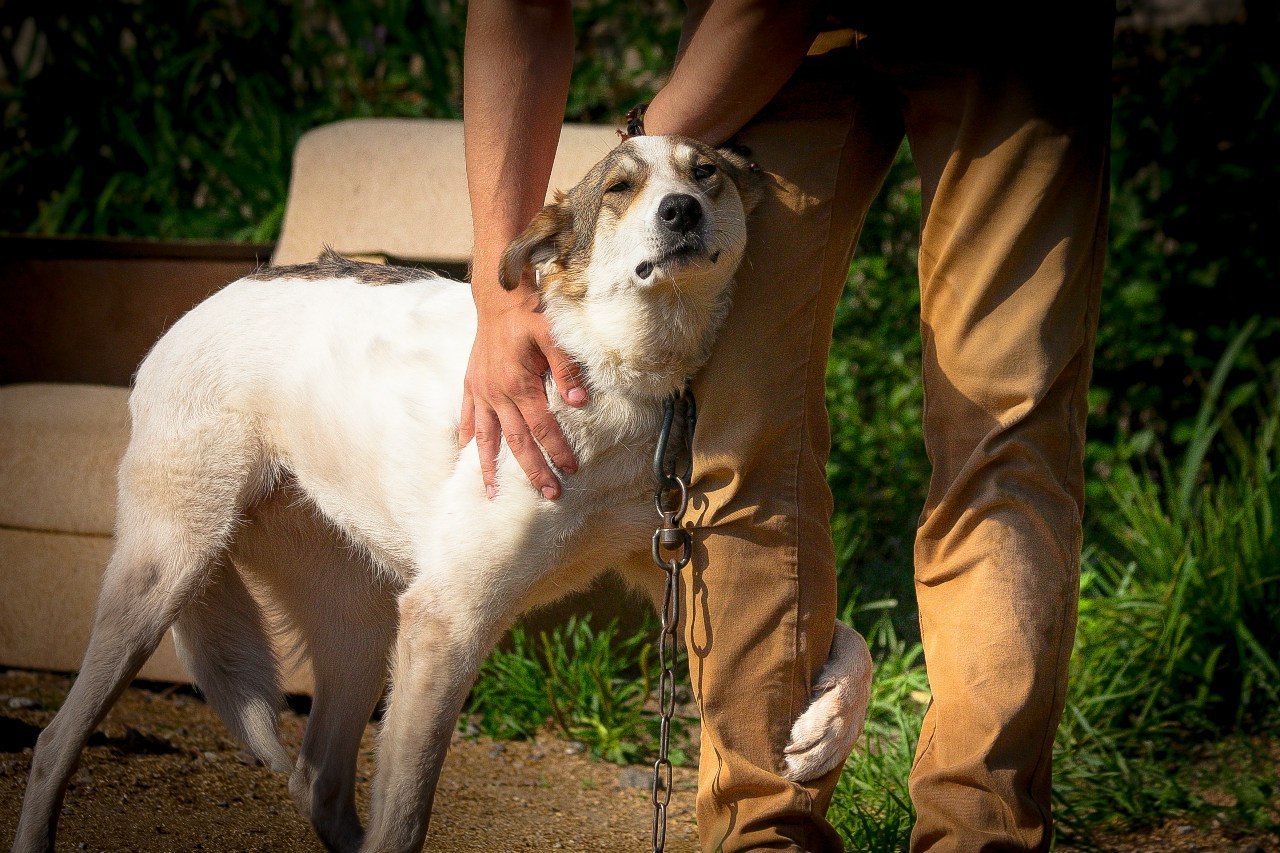 Shelter Sawmill. - My, Magic, Kindness, Dog, cat, Longpost