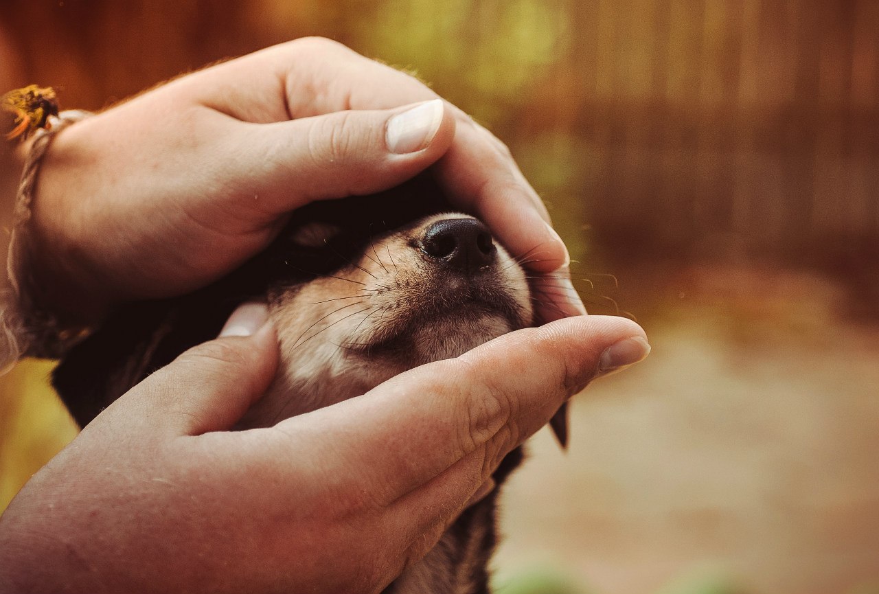 Shelter Sawmill. - My, Magic, Kindness, Dog, cat, Longpost