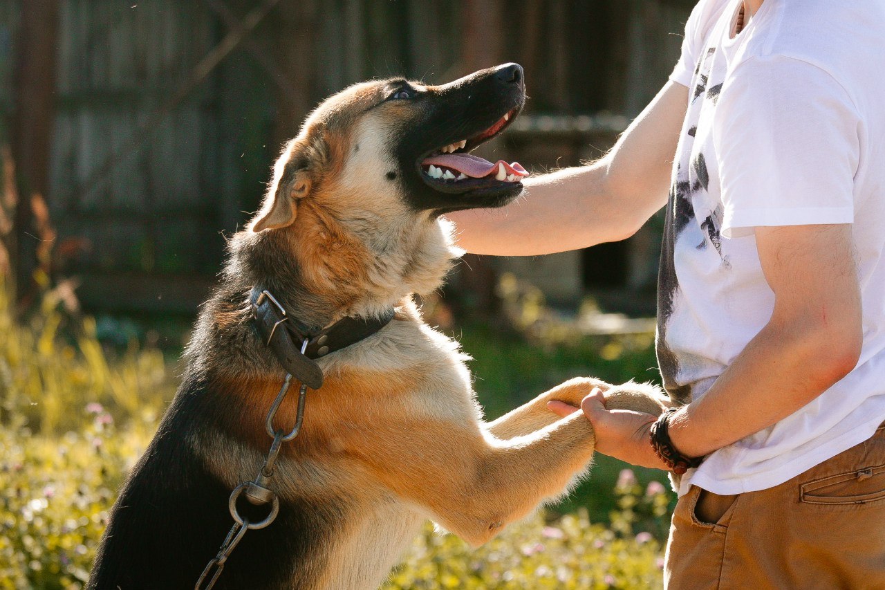 Shelter Sawmill. - My, Magic, Kindness, Dog, cat, Longpost