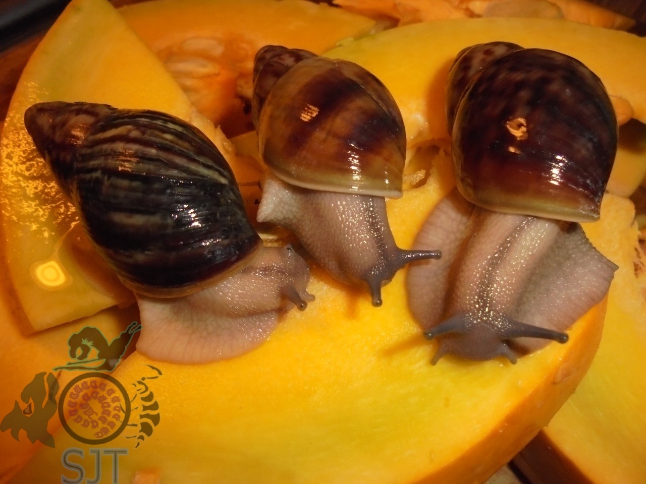 Heading Our animals. - My, Exotic animals, Zoo, Hobby, Heading, Achatina, Longpost