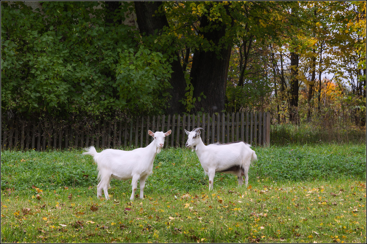 Goat landing =) - Goat, Photo, Not mine