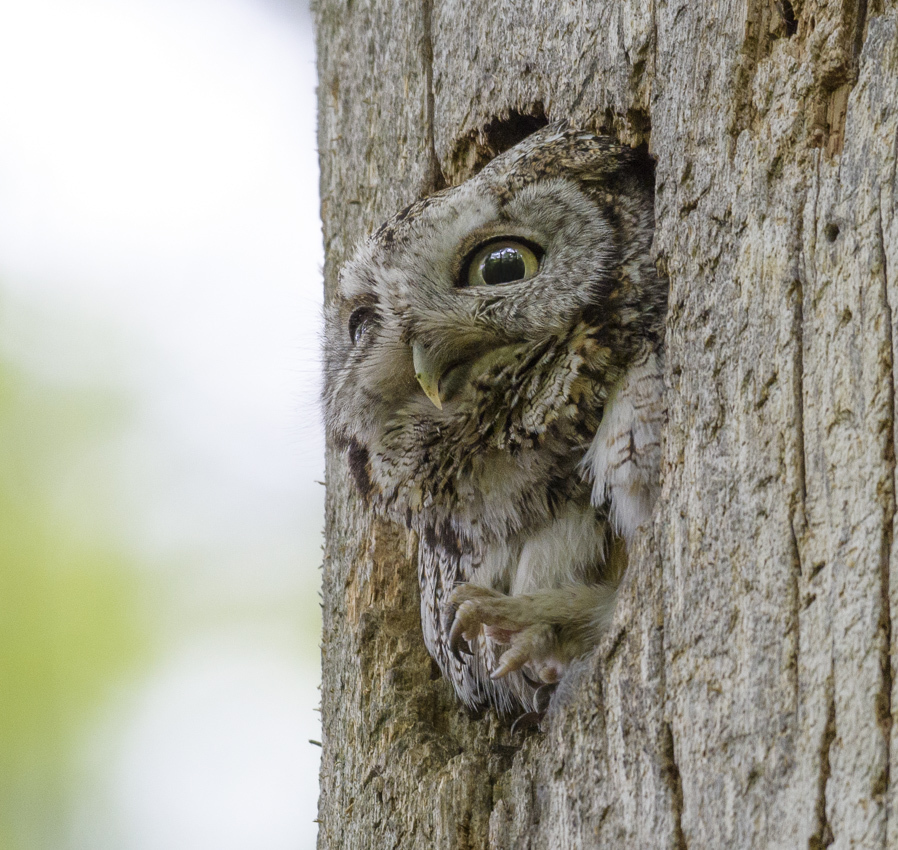 hollowed out - Photo, Owl, Hollow, Disguise