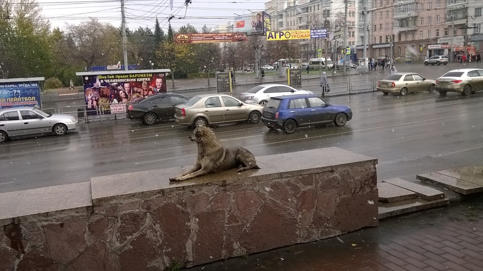 Встречает первый снег - Челябинск, Снег, Собака, Грация