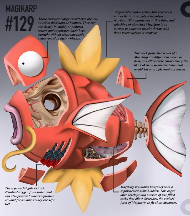 pokemon anatomy - Anatomy, Pokemon, Longpost