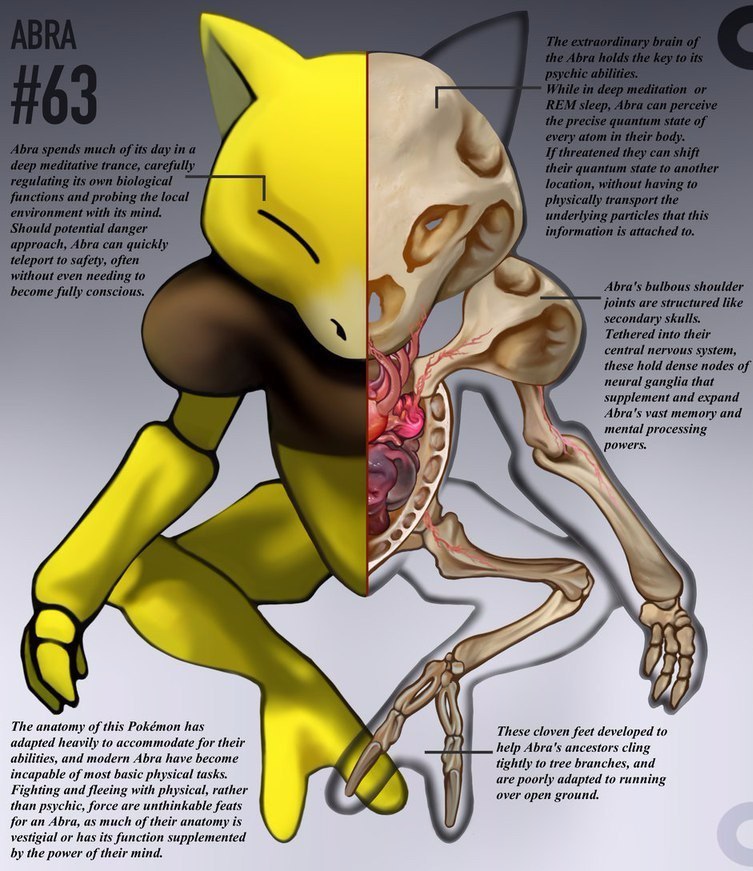 pokemon anatomy - Anatomy, Pokemon, Longpost