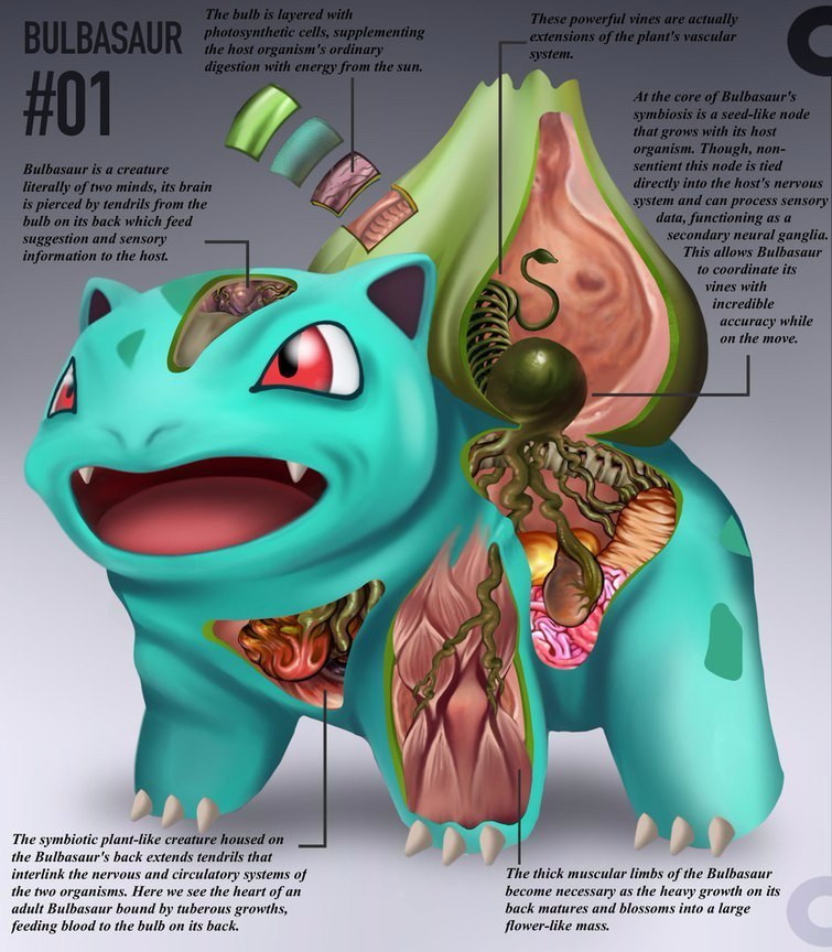 pokemon anatomy - Anatomy, Pokemon, Longpost