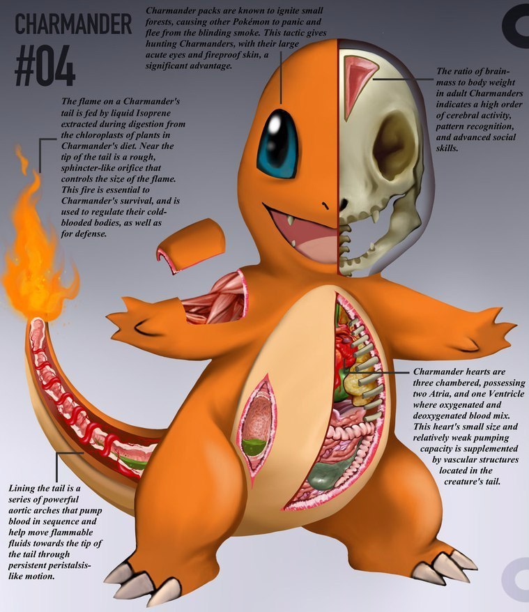 pokemon anatomy - Anatomy, Pokemon, Longpost