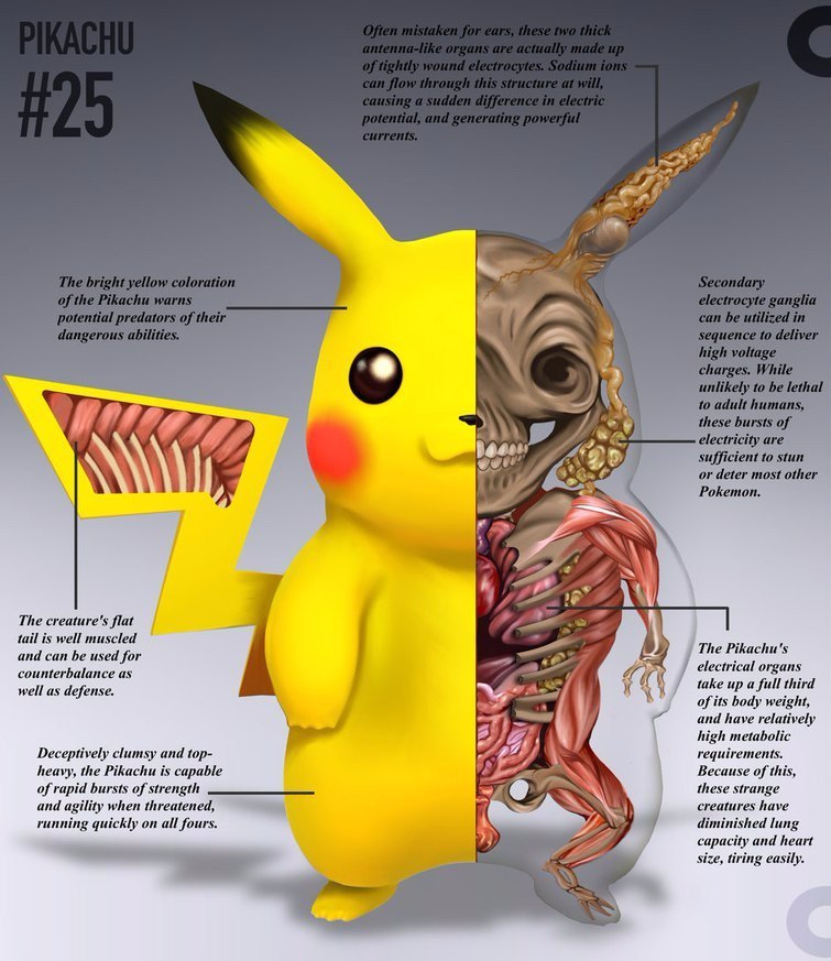 pokemon anatomy - Anatomy, Pokemon, Longpost