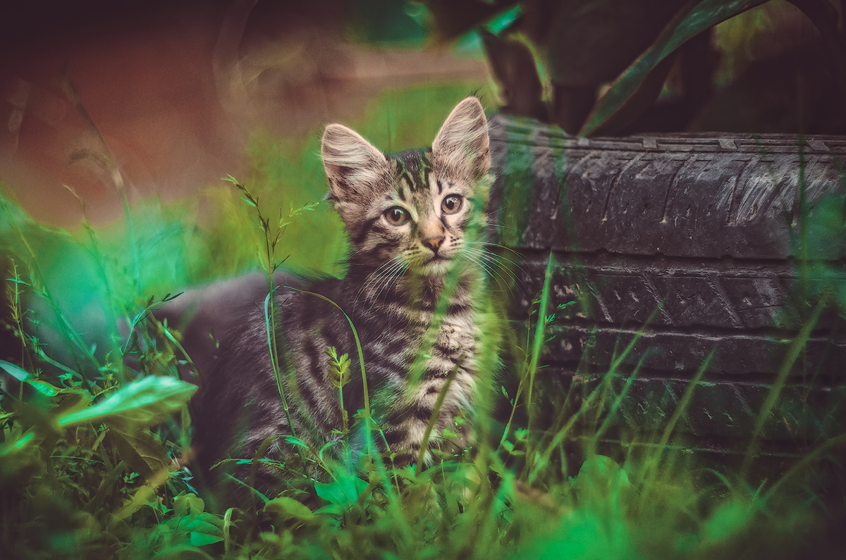 rural cat - My, Photo, cat, Village, Sochi, Nikon