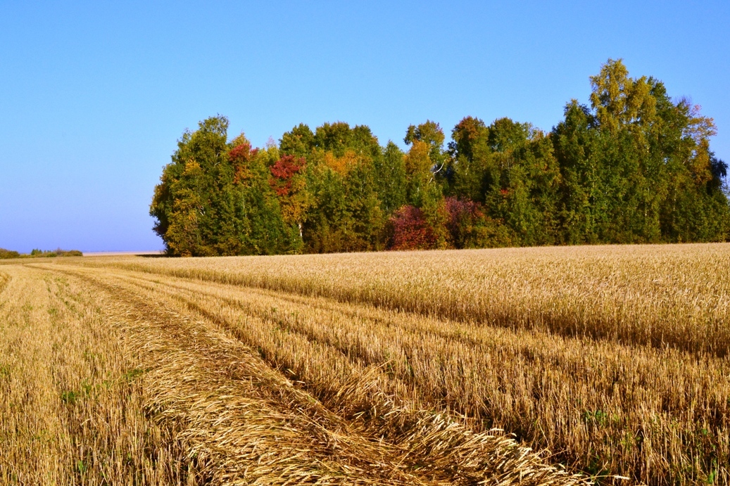 Autumn - Autumn, The photo, Nature, Not photoshop