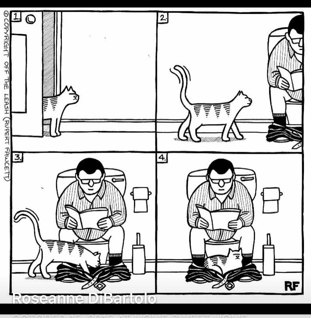 Life ... - cat, Toilet