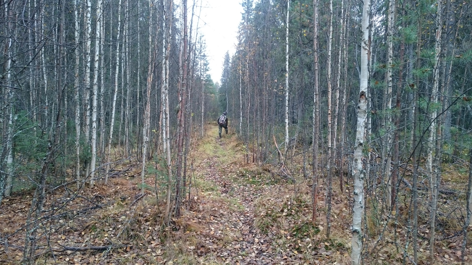 Лес в Северном Чита.