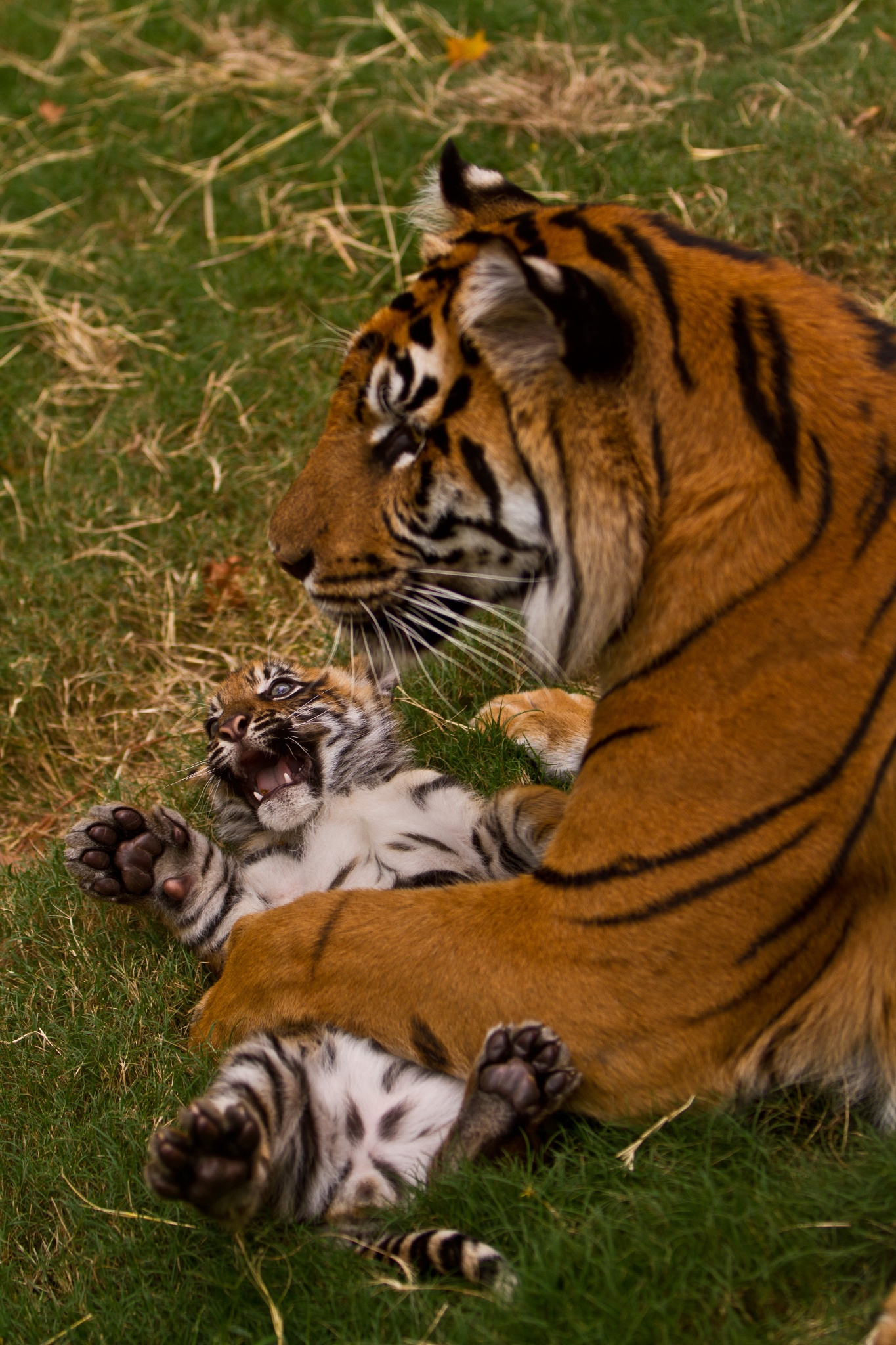 An attempt to calm the fidget - Tiger, Animals, Mum