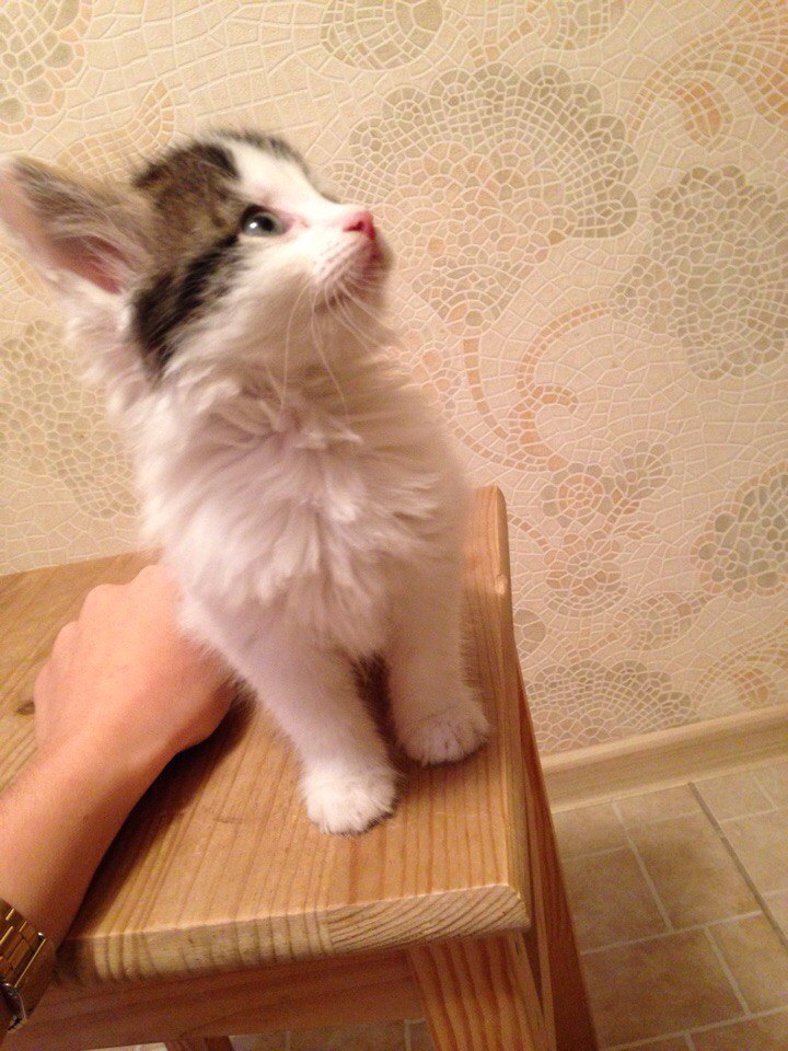 Moscow. Kitten in good hands - My, cat, In good hands, Good league, Animals, Pet, Longpost, Help, Pets