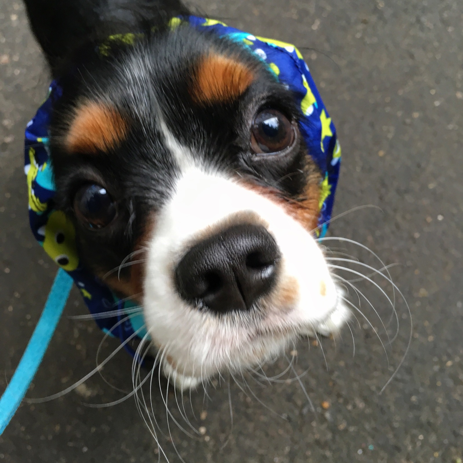 Hi man! - My, Dog, Cavalier king charles spaniel