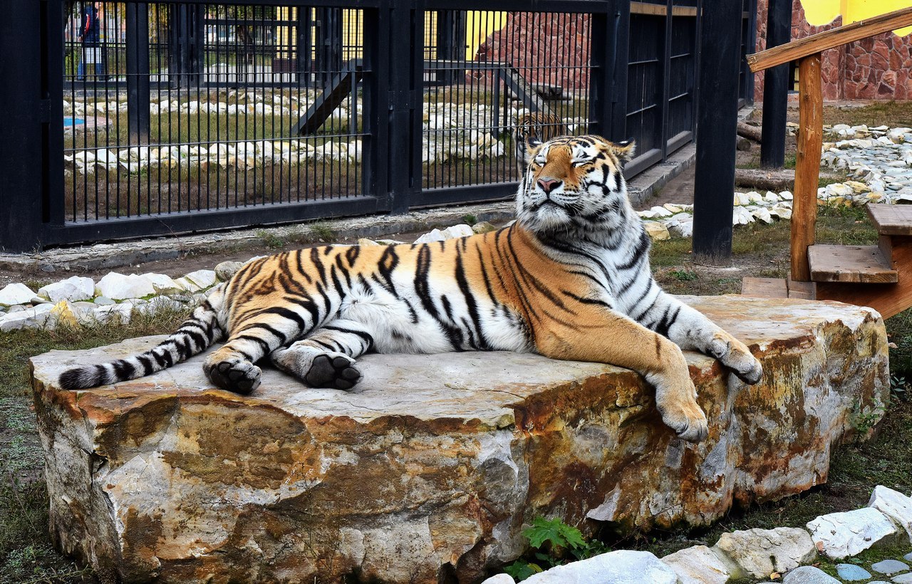 Amur tiger Caesar in the Voronezh zoo. - Tiger, Voronezh, Zoo, Amur tiger