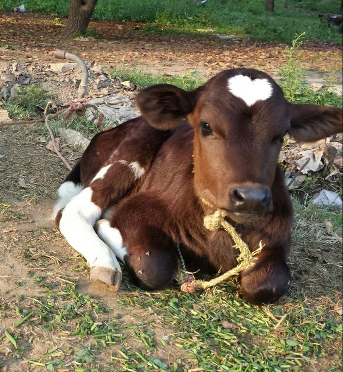 This calf has the perfect heart pattern on its head. - Heart, Calf, Cow, Patterns