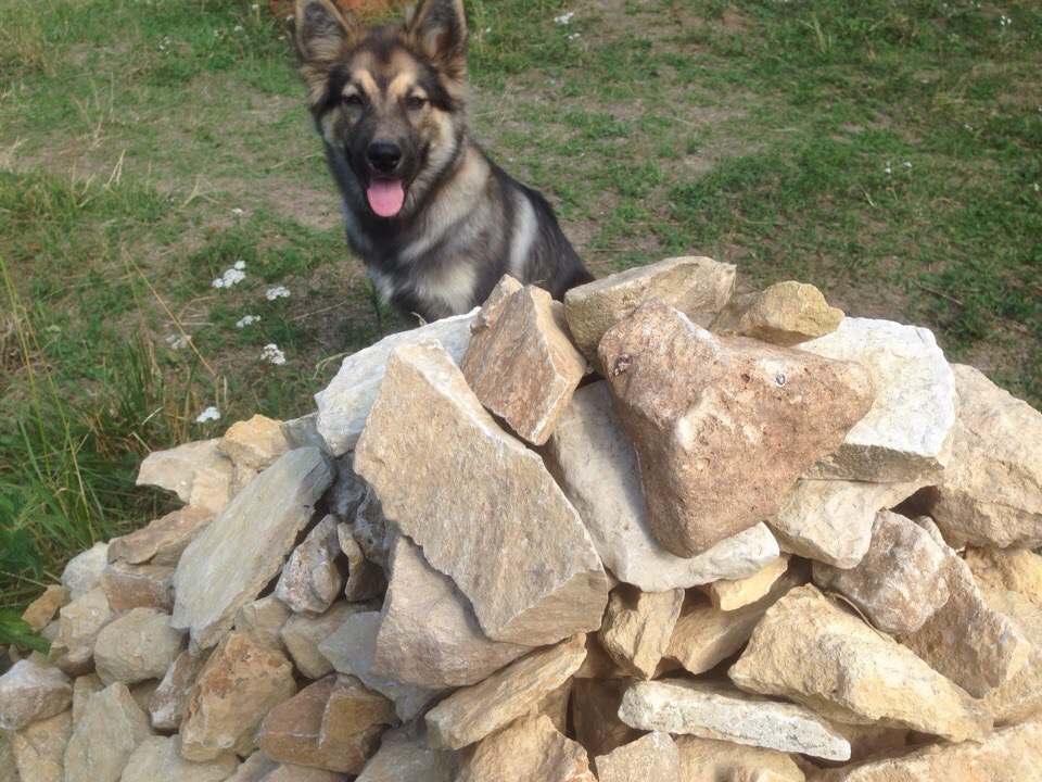 Half-breed - My, Longpost, German Shepherd, Alaskan Malamute, Mestizo, Dog, cat