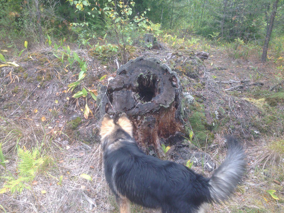 Half-breed - My, Longpost, German Shepherd, Alaskan Malamute, Mestizo, Dog, cat