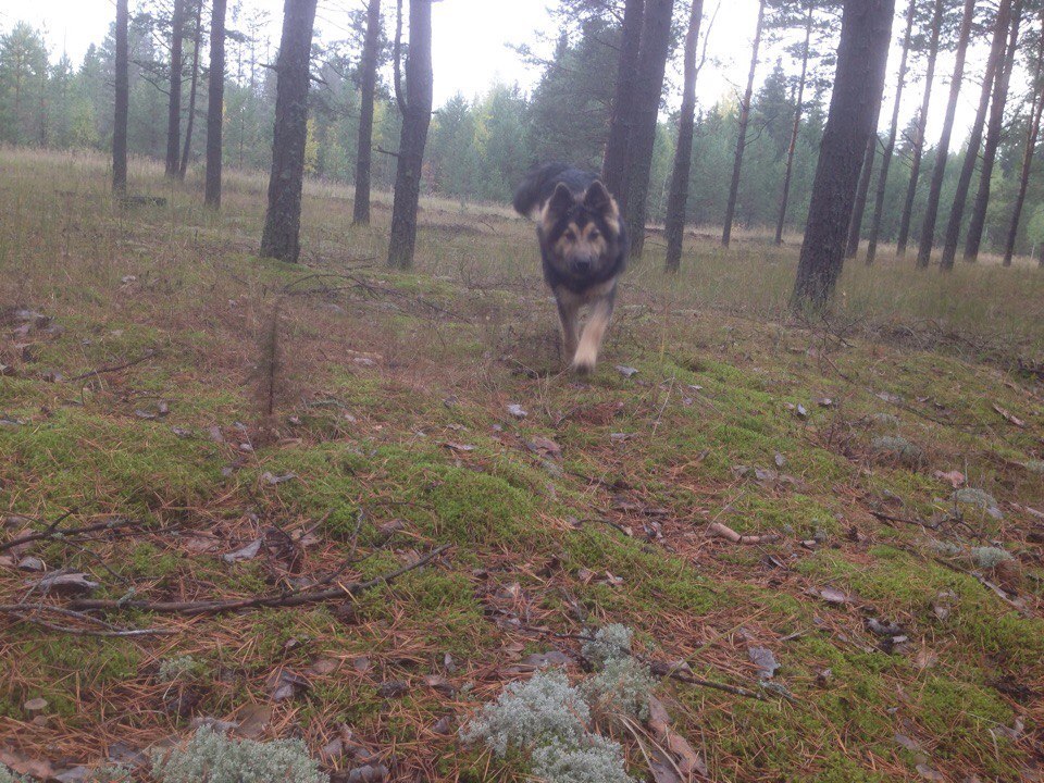 Half-breed - My, Longpost, German Shepherd, Alaskan Malamute, Mestizo, Dog, cat