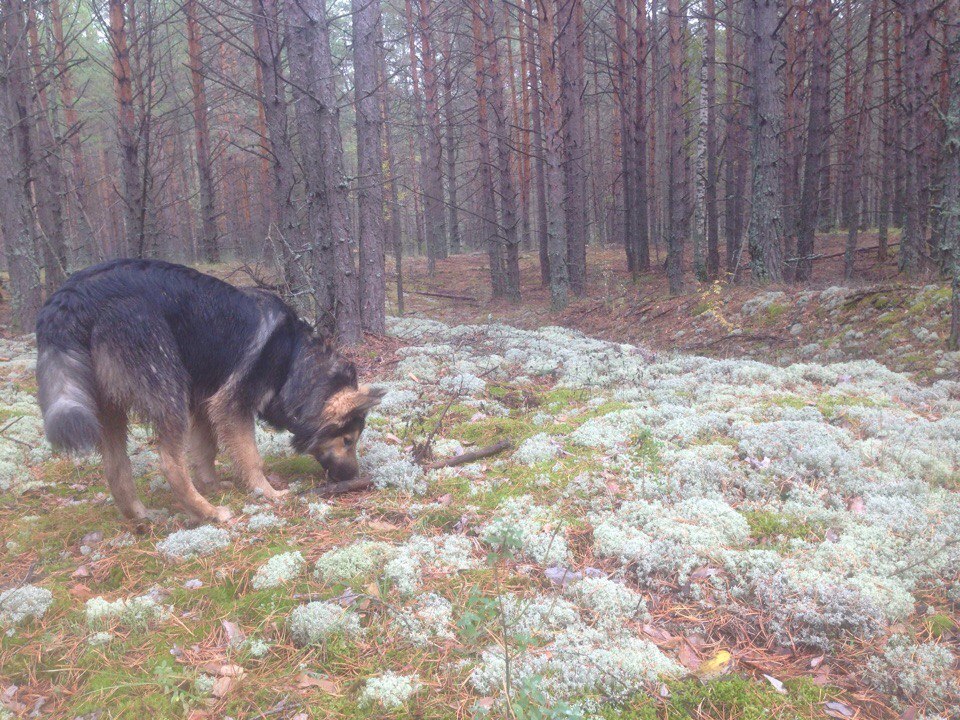 Half-breed - My, Longpost, German Shepherd, Alaskan Malamute, Mestizo, Dog, cat