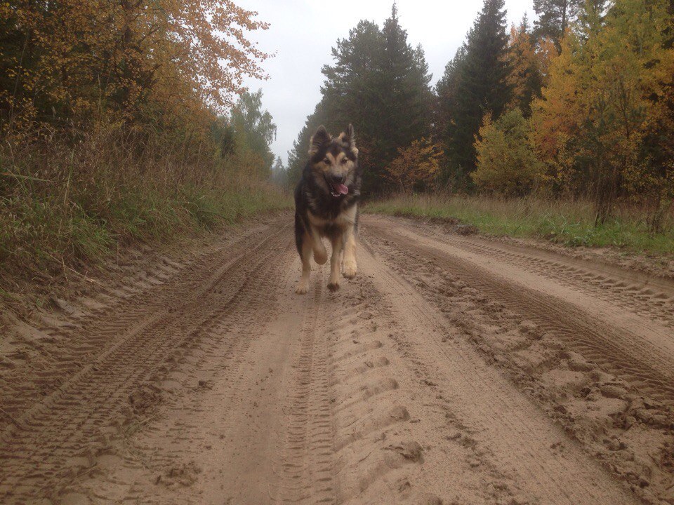 Half-breed - My, Longpost, German Shepherd, Alaskan Malamute, Mestizo, Dog, cat